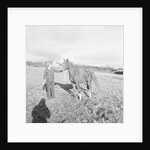 Arab Horses at Laxey and Hillberry by Manx Press Pictures