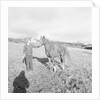 Arab Horses at Laxey and Hillberry by Manx Press Pictures