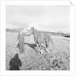 Arab Horses at Laxey and Hillberry by Manx Press Pictures