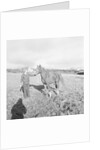Arab Horses at Laxey and Hillberry by Manx Press Pictures