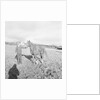 Arab Horses at Laxey and Hillberry by Manx Press Pictures