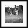 Police dogs at Peel by Manx Press Pictures
