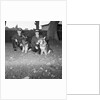 Police dogs at Peel by Manx Press Pictures