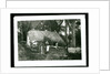 Cottage, Ballaglass Glen by George Bellett Cowen
