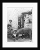Pet Lamb at Fistard by Archibald Knox