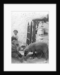Pet Lamb at Fistard by Archibald Knox
