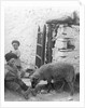 Pet Lamb at Fistard by Archibald Knox