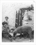 Pet Lamb at Fistard by Archibald Knox
