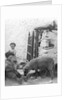 Pet Lamb at Fistard by Archibald Knox