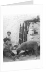 Pet Lamb at Fistard by Archibald Knox