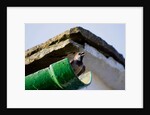 Chirpy chappie by Chris Allen