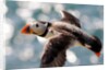 Puffin by Dave Kneale