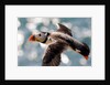 Puffin by Dave Kneale