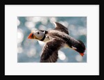 Puffin by Dave Kneale