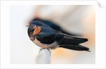 Swallows and fishing boats by Paul Quellin