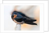 Swallows and fishing boats by Paul Quellin