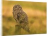 Short-eared Owl resting by Pawel Garczynski