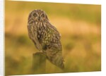 Short-eared Owl resting by Pawel Garczynski