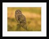 Short-eared Owl resting by Pawel Garczynski