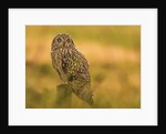 Short-eared Owl resting by Pawel Garczynski