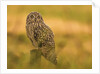 Short-eared Owl resting by Pawel Garczynski