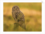 Short-eared Owl resting by Pawel Garczynski