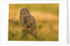 Short-eared Owl resting by Pawel Garczynski