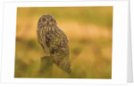 Short-eared Owl resting by Pawel Garczynski