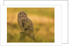 Short-eared Owl resting by Pawel Garczynski