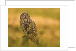 Short-eared Owl resting by Pawel Garczynski
