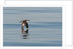 A Manx Shearwater by Lara Howe