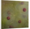 Frog spawn by Chris Hunt