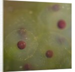 Frog spawn by Chris Hunt