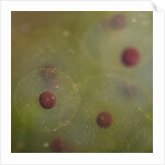 Frog spawn by Chris Hunt