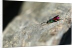 Ruby-tailed Wasp by Chris Kilpatrick