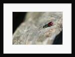 Ruby-tailed Wasp by Chris Kilpatrick