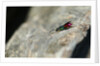 Ruby-tailed Wasp by Chris Kilpatrick