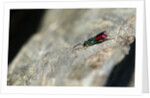 Ruby-tailed Wasp by Chris Kilpatrick