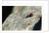 Ruby-tailed Wasp by Chris Kilpatrick