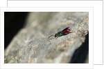 Ruby-tailed Wasp by Chris Kilpatrick