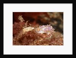 A showy sea slug by Lara Howe