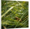 The Frog in the grass by Lewis Withington