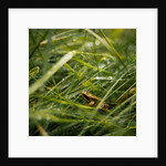 The Frog in the grass by Lewis Withington