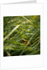 The Frog in the grass by Lewis Withington