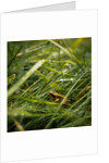 The Frog in the grass by Lewis Withington