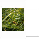 The Frog in the grass by Lewis Withington