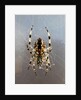 Orb Weaver, Brandywell Marshall’s Hut by Molly Kennedy