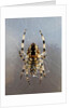 Orb Weaver, Brandywell Marshall’s Hut by Molly Kennedy