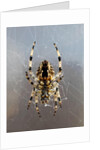 Orb Weaver, Brandywell Marshall’s Hut by Molly Kennedy