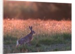 Evening in hare meadow by Paul Quellin